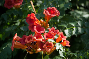 Red flowers in the sunshine