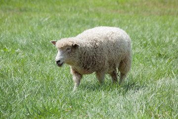 Sheep in a field of grass