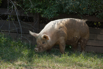 Pig outdoors in the sunshine