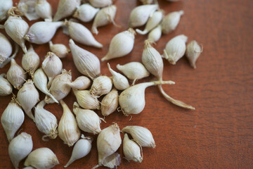 Single clove garlic on brown table. Solo garlic. It can be used as medicine for controlling cholesterol of body. It also helps in reducing LDL cholesterol and it is good for heart patient.