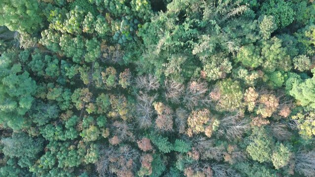 aerial view of green forest in sping season,fly shot to forward,shot from top angel in bird view