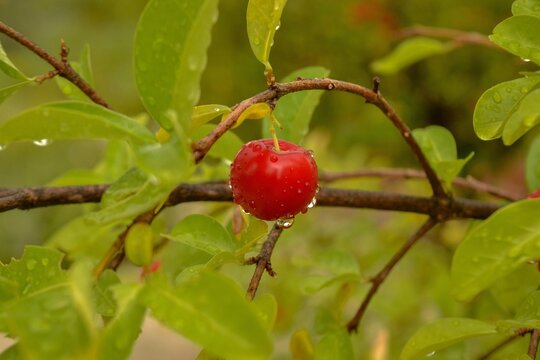 Foto de Acerola Vermelha no p&eacute;. Fotografia de cereja na &aacute;rvore. Imagem de fruta vermelha tropical . Fruto azedo na planta