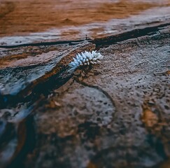 Insect on a tree trunk