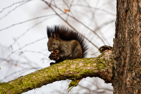A cute black variant of a red squirrel sitting on the branch, holding a nut in its paws and eating it. High quality photo