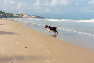 Cachorro Border Colie brincando na praia
