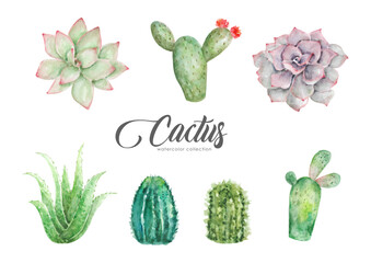 Watercolor of cactuses and aloe vera collection