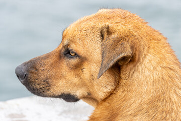 Homeless brown dog with sad eyes