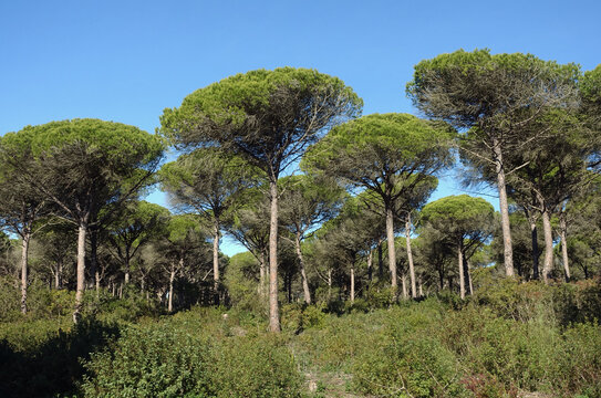Pinienwald an der Costa de la Luz