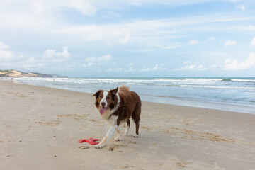 Cachorro Border Colie brincando na praia