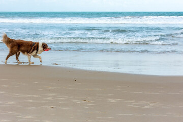 Cachorro Border Colie brincando na na areia da praia