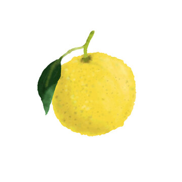 water color yuzu illustration. Yuzu: japanese citrus fruit used in many ways of cookiing.