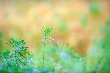 Cypress spurge, Euphorbia cyparissias green growth, selective focus and shallow depth of field.