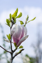 Blooming magnolia bud. Blooming magnolia against the sky. Early flowering magnolia.