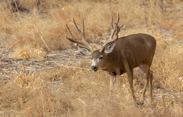 Naklejka na ściany i meble Buck Mule Deer in the Fall Rut in Colorado