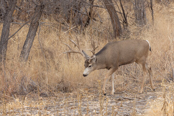 Buck Mule Deer in the Fall Rut in Colorado