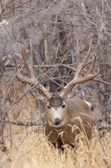 Naklejka na ściany i meble Buck Mule Deer in the Fall Rut in Colorado