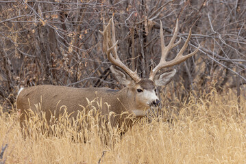 Buck Mule Deer in the Fall Rut in Colorado