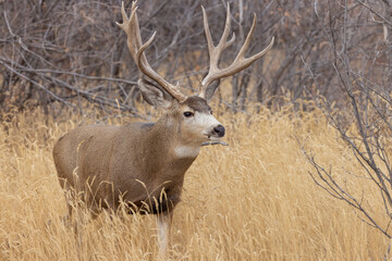Buck Mule Deer in the Fall Rut in Colorado