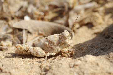 Closeup of the nature of Israel - grasshopper on the sand