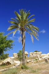 Fototapeta na wymiar Remnants of the Crusader structures in the park of Ashkelon in Israel