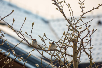 Male house sparrows sitting on a twigs without leaves in winter with a snowy roof in the background. High quality photo