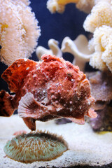 Scarlet frogfish, coral and other bright and colorful inhabitants of the Red Sea.