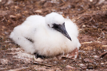 Closeup of fledgling northern gannet lying down in its breeding colony of Bonaventure Island, Percé, Quebec, Canada