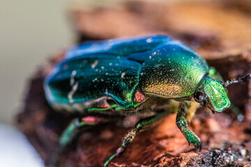 Rose Chafer beetle, Cetonia aurata, beautiful metallic beetle from European meadows, Umag, Croatia.
