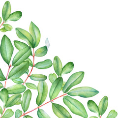 Naklejka premium Watercolor lively branches with green leaves