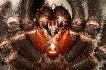 Brachypelma hamorii - Tarantula Fangs