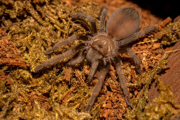 Aphonopelma chalcodes - Tarantula