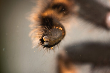 Brachypelma hamorii - Tarantula Toe