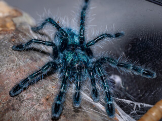Carabina versicolor - Tarantula