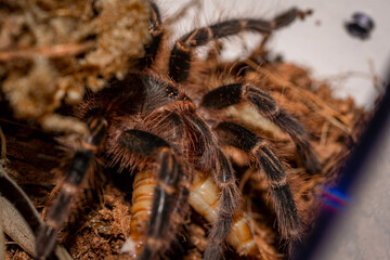 Grammastola pulchripes - Tarantula