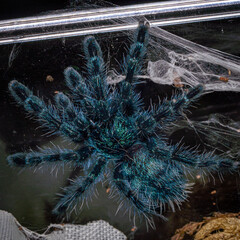 Carabina versicolor - Tarantula
