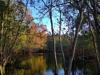 autumn trees reflected in water