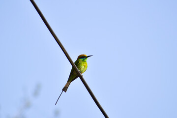 Green bee-eater on the branch.