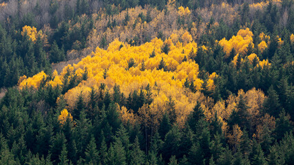 Fototapeta na wymiar birch trees with yellowed leaves in autumn
