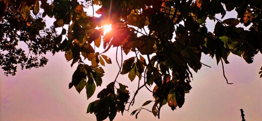 sunset and tree