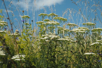 Blüten der Schafgarbe © Robert Mertl