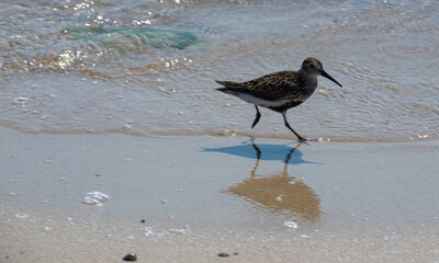 A Dunlin is walking on the beach. Also known as a Red-backed Sandpiper