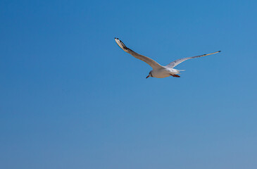 Seagull flying in sky. Seagull flying sky as freedom concept