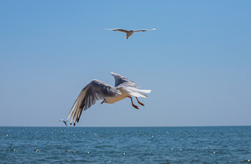 Fototapeta na wymiar Seagull flying in sky. Seagull flying sky as freedom concept