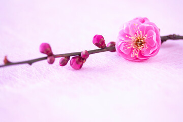 ピンクの梅の小枝
