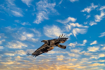 Juvenile American Bald Eagle against Sunrise
