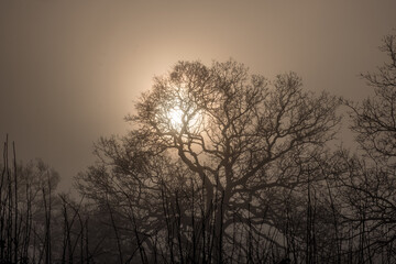 Fototapeta na wymiar Frosty and misty winter morning 
