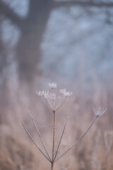 Frosty and misty winter morning 