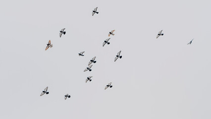 Pigeons flying in the sky in groups. Flock of pigeons flying at the grey sky. Selective focus....