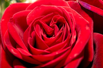 romantic rose