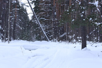 Fototapeta premium Road in the winter forest under a leaning tree